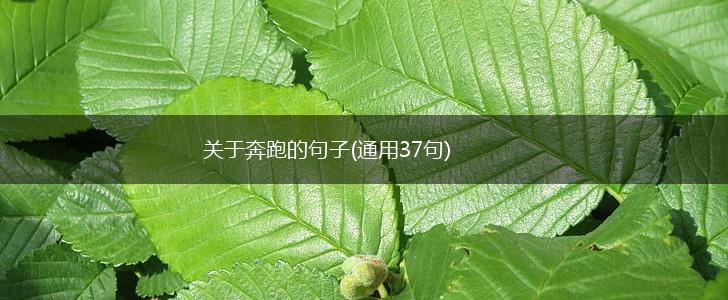 关于奔跑的句子(通用37句),第1张