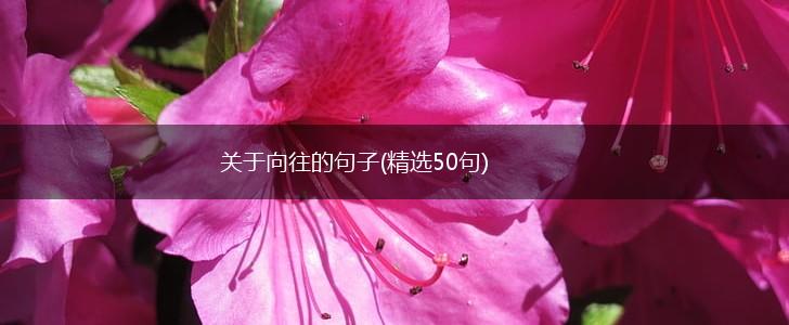 关于向往的句子(精选50句),第1张