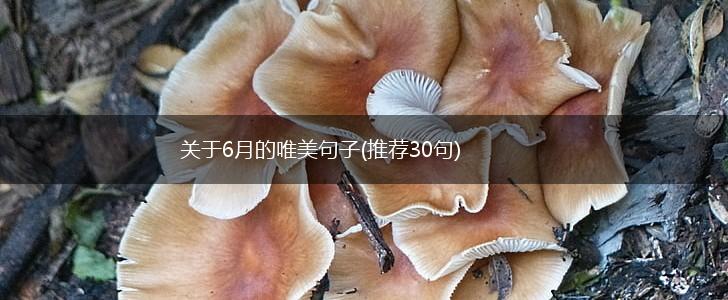 关于6月的唯美句子(推荐30句),第1张