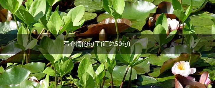 写心情的句子(汇总50句),第1张