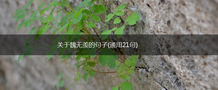 关于魏无羡的句子(通用21句),第1张