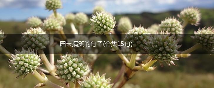 周末搞笑的句子(合集15句),第1张