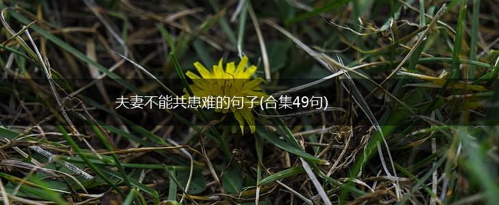 夫妻不能共患难的句子(合集49句),第1张