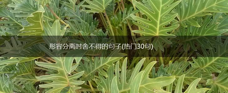 形容分离时舍不得的句子(热门30句),第1张