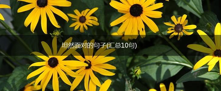 坦然面对的句子(汇总10句),第1张