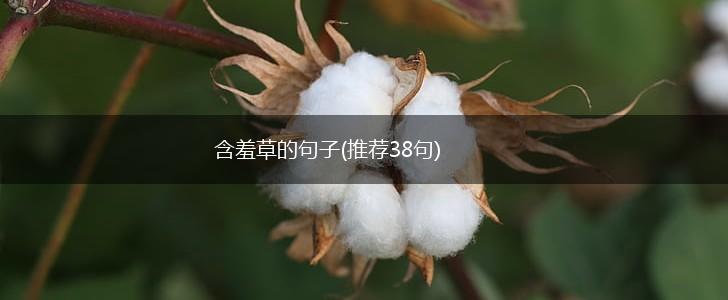 含羞草的句子(推荐38句),第1张