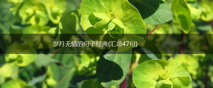 岁月无情的句子经典(汇总47句),第1张