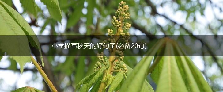小学描写秋天的好句子(必备20句),第1张