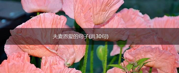 夫妻恩爱的句子(共30句),第1张
