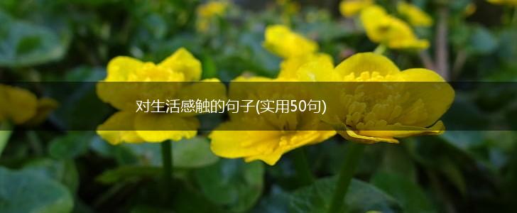 对生活感触的句子(实用50句),第1张