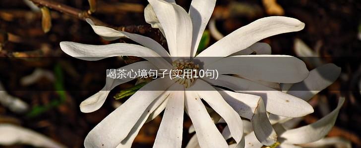喝茶心境句子(实用10句),第1张