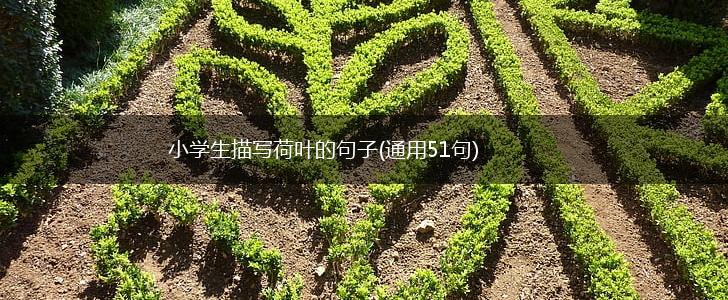 小学生描写荷叶的句子(通用51句),第1张