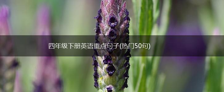 四年级下册英语重点句子(热门50句),第1张