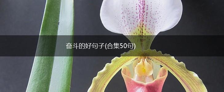 奋斗的好句子(合集50句),第1张