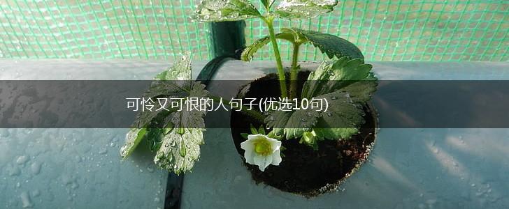 可怜又可恨的人句子(优选10句),第1张
