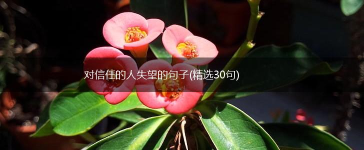 对信任的人失望的句子(精选30句),第1张