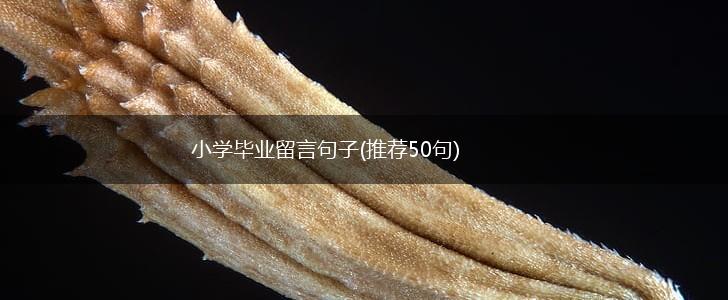 小学毕业留言句子(推荐50句),第1张