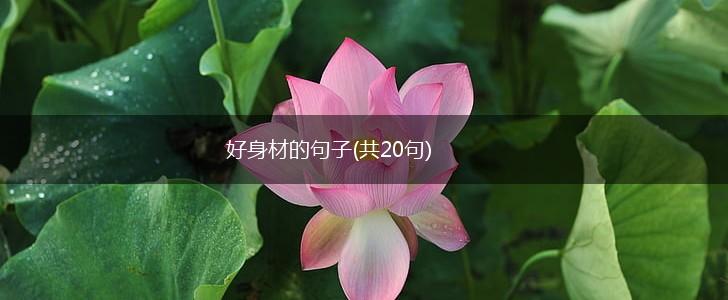 好身材的句子(共20句),第1张