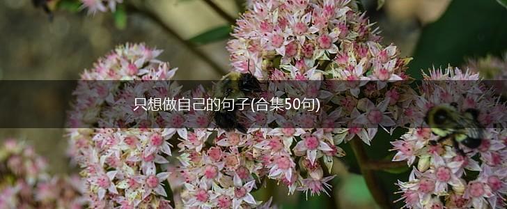 只想做自己的句子(合集50句),第1张