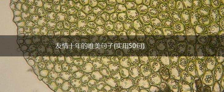 友情十年的唯美句子(实用50句),第1张