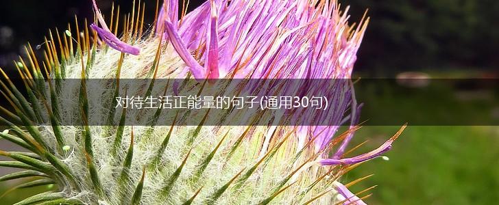 对待生活正能量的句子(通用30句),第1张