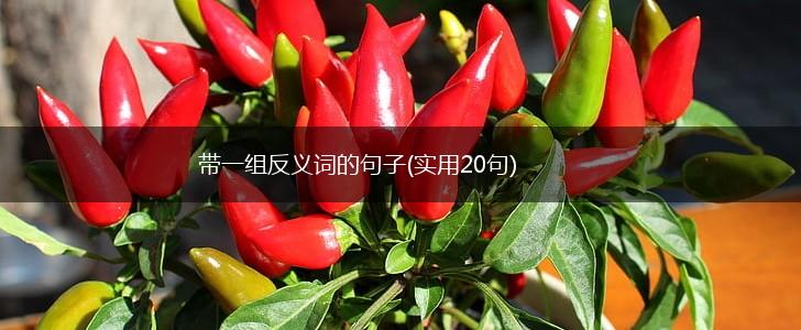 带一组反义词的句子(实用20句),第1张