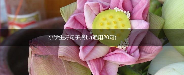 小学生好句子摘抄(通用20句),第1张