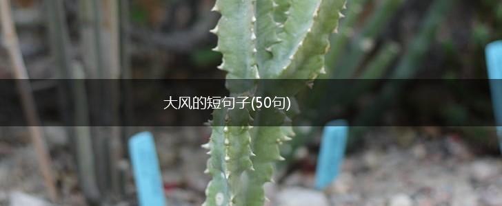 大风的短句子(50句),第1张