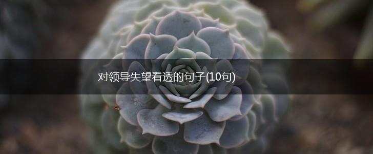 对领导失望看透的句子(10句),第1张