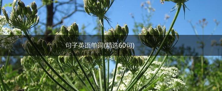 句子英语单词(精选60句),第1张