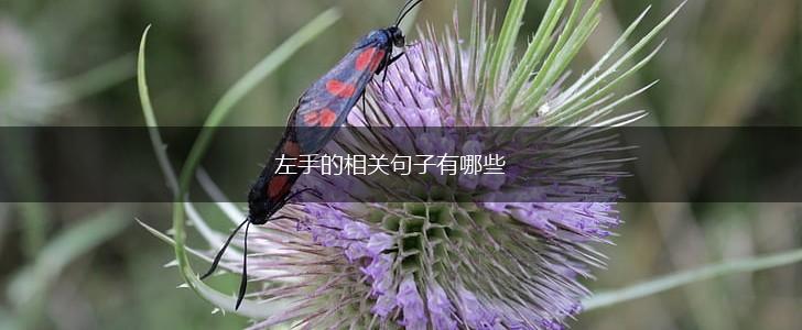 左手的相关句子有哪些,第1张