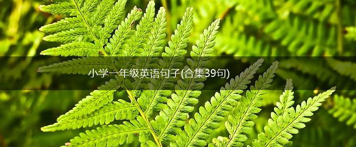 小学一年级英语句子(合集39句),第1张