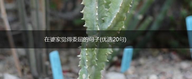 在婆家觉得委屈的句子(优选20句),第1张