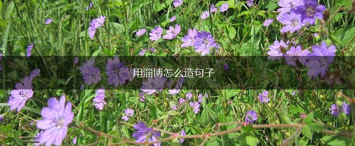 用淄博怎么造句子,第1张