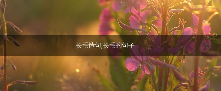 长毛造句,长毛的句子,第1张