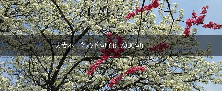 夫妻不一条心的句子(汇总30句),第1张