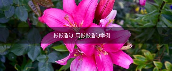 彬彬造句_用彬彬造句举例,第1张