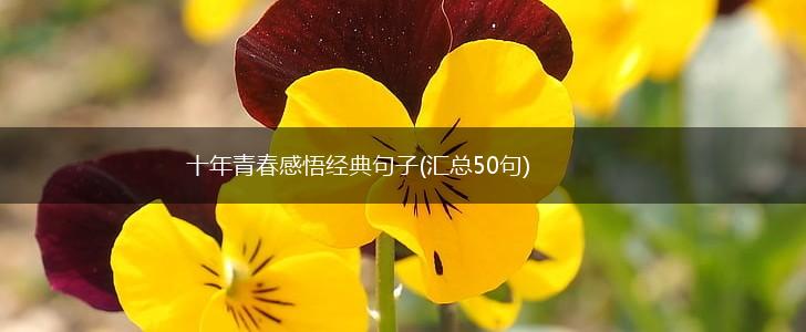十年青春感悟经典句子(汇总50句),第1张