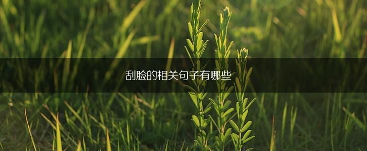 刮脸的相关句子有哪些,第1张