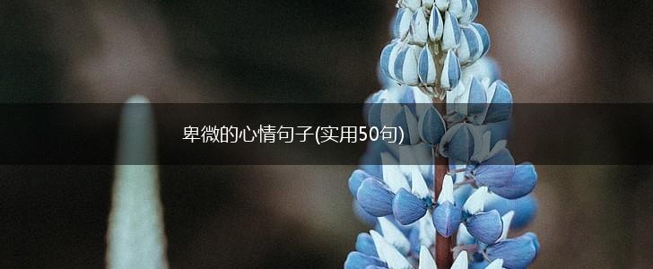 卑微的心情句子(实用50句),第1张