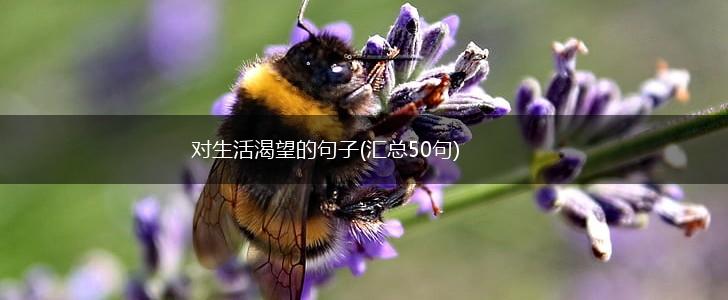对生活渴望的句子(汇总50句),第1张