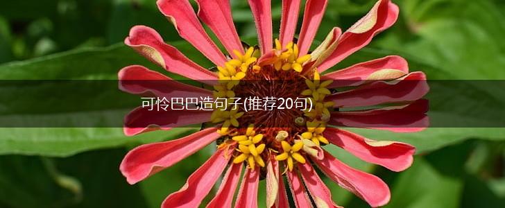 可怜巴巴造句子(推荐20句),第1张