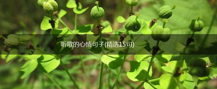 听歌的心情句子(精选15句),第1张