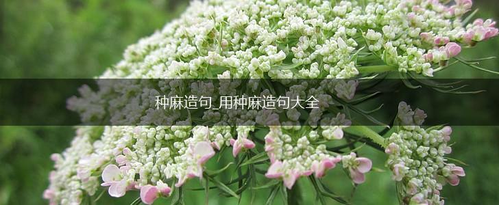 种麻造句_用种麻造句大全,第1张