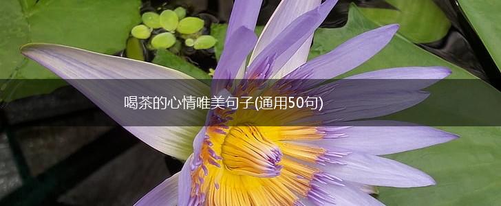 喝茶的心情唯美句子(通用50句),第1张