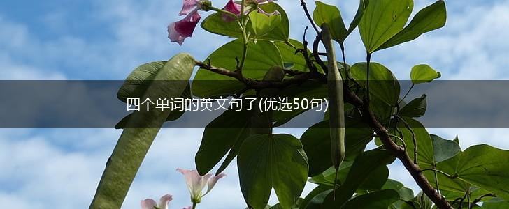 四个单词的英文句子(优选50句),第1张