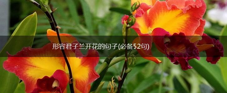 形容君子兰开花的句子(必备52句),第1张