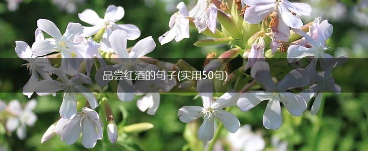 品尝红酒的句子(实用50句),第1张
