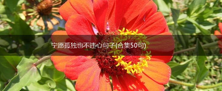 宁愿孤独也不违心句子(合集50句),第1张