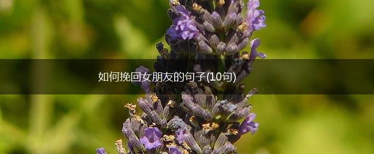 如何挽回女朋友的句子(10句),第1张